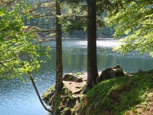 Magnifique randonne 5 lacs  proximit Hohneck