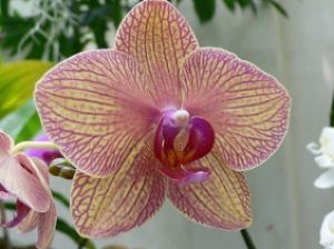 Exposition internationnale d'Orchides