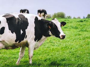 Randonne :  quoi rvent les vaches ?
