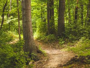 Trail dans la forêt verte.