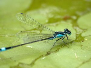 Microcosmos : insectes utiles du Loiret