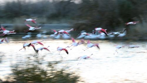 Toutes Mes Sorties - Journée balade - les oiseaux en Camargue - TOULON